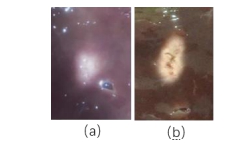 牛肝損傷(a)未空化時(b)空化時